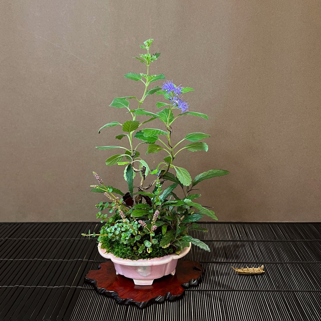 灰叶莸合植山野草∣小林蛙雄钵 苔盆栽 - 植栽/盆栽 - 植物．花 
