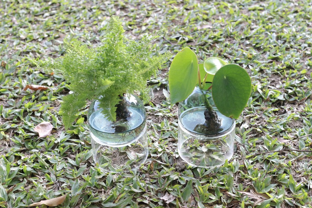 水培植栽│荷叶椒草_室内植物 办公室盆栽 店内摆设 送礼 - 植栽/盆栽 - 玻璃 