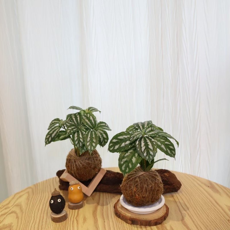 |水冷花苔球| 赠送塑胶底座 / 植男人绅 手作苔球 - 植栽/盆栽 - 植物．花 绿色