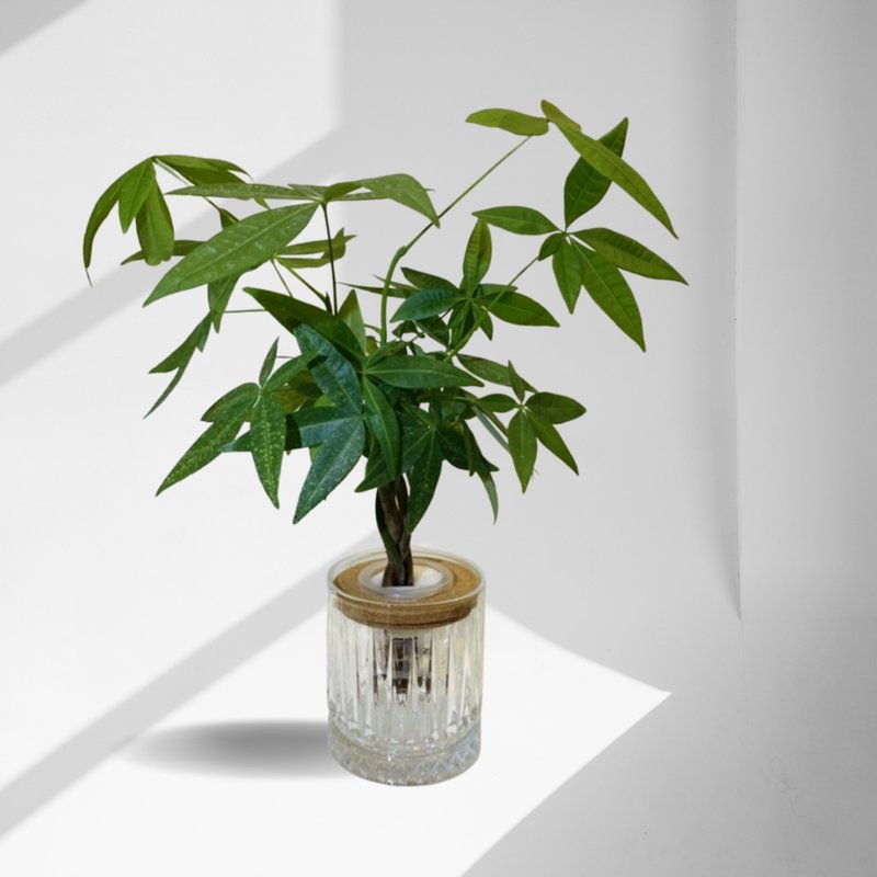 现货 蕨美植栽 室内网美植栽办公室水耕植栽-发财树+轻奢玻璃瓶 - 植栽/盆栽 - 植物．花 