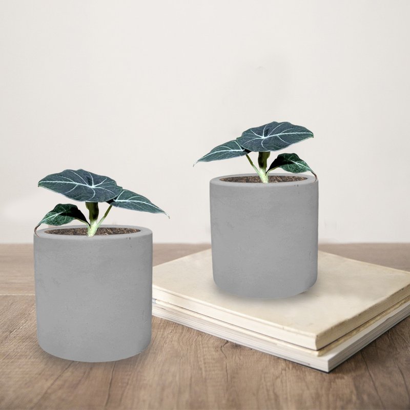 植栽 室内盆栽 黑丝绒观音莲 水泥盆栽 - 植栽/盆栽 - 塑料 绿色