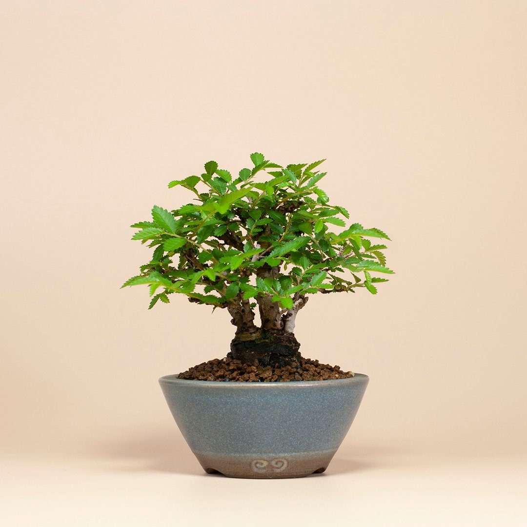 【日本植物】疗愈盆栽 送礼推荐 迷你盆栽 - 植栽/盆栽 - 植物．花 