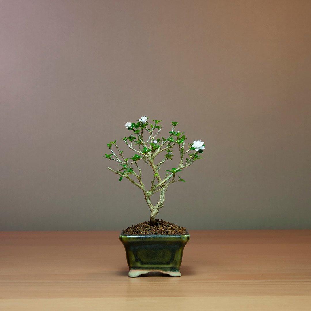 【日本植物】玫瑰香丁木 办公室植物 居家植栽 绿化植物 - 植栽/盆栽 - 植物．花 