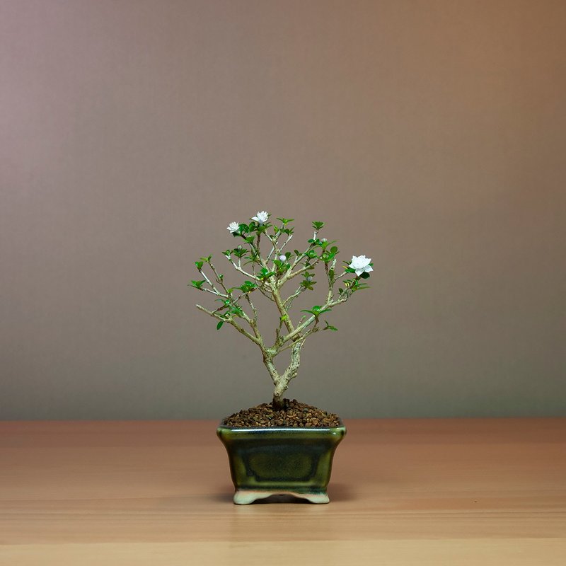 【日本植物】玫瑰香丁木 办公室植物 居家植栽 绿化植物 - 植栽/盆栽 - 植物．花 