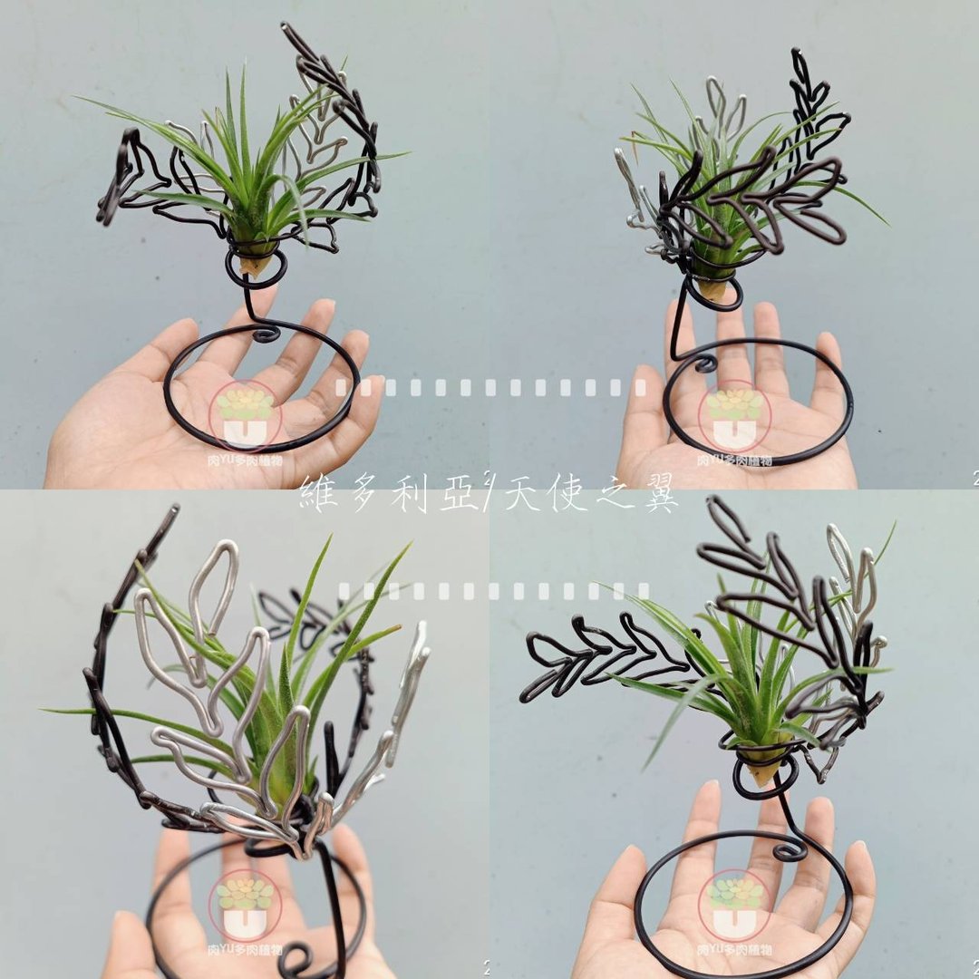 天使之翼 - 植栽/盆栽 - 铝合金 咖啡色