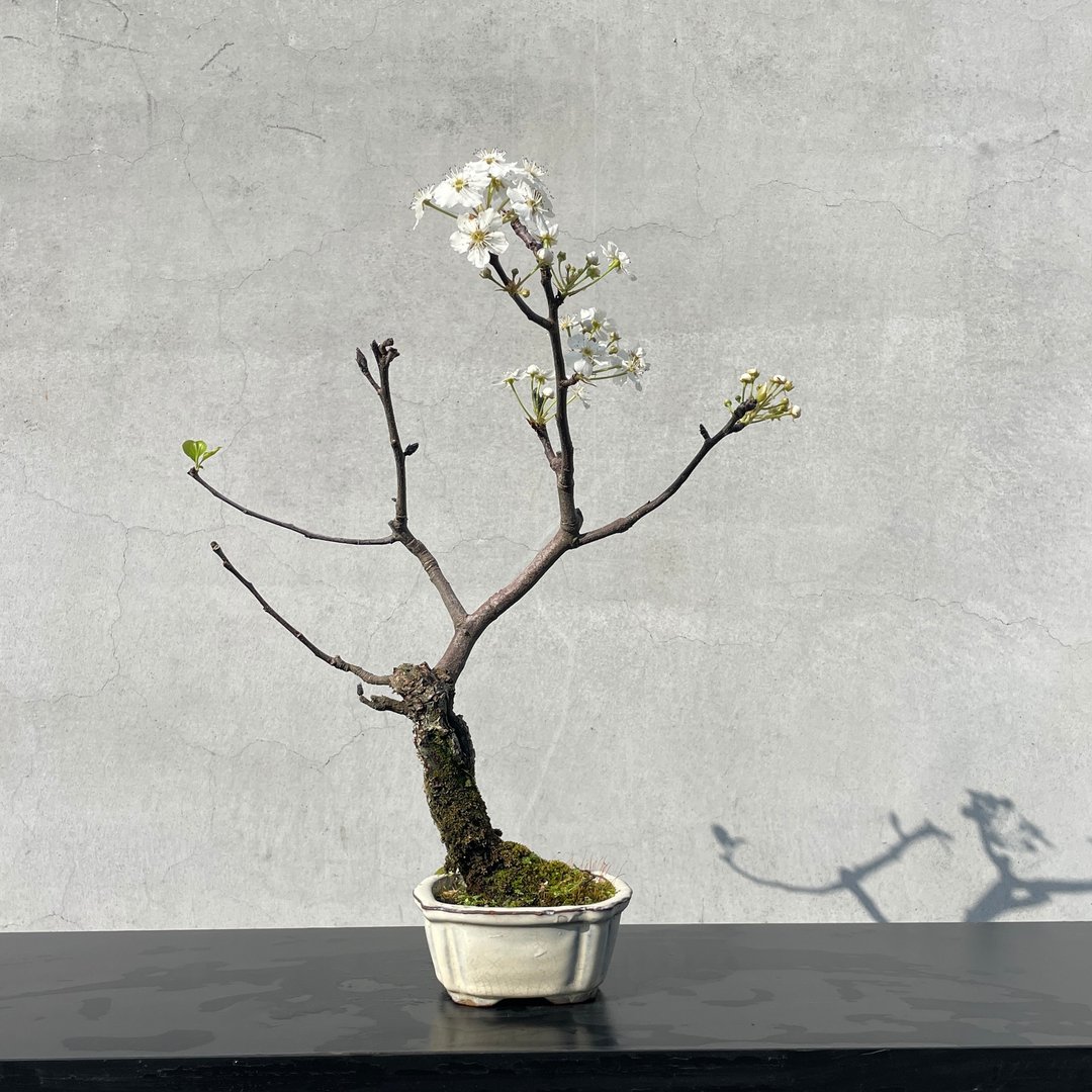 小品盆栽 - 日本相梨 盆景 送礼 - 植栽/盆栽 - 植物．花 
