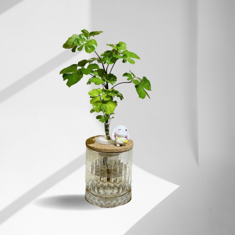 现货 蕨美植栽 室内网美植栽办公室水耕植栽-福禄桐+轻奢玻璃瓶 - 植栽/盆栽 - 植物．花 