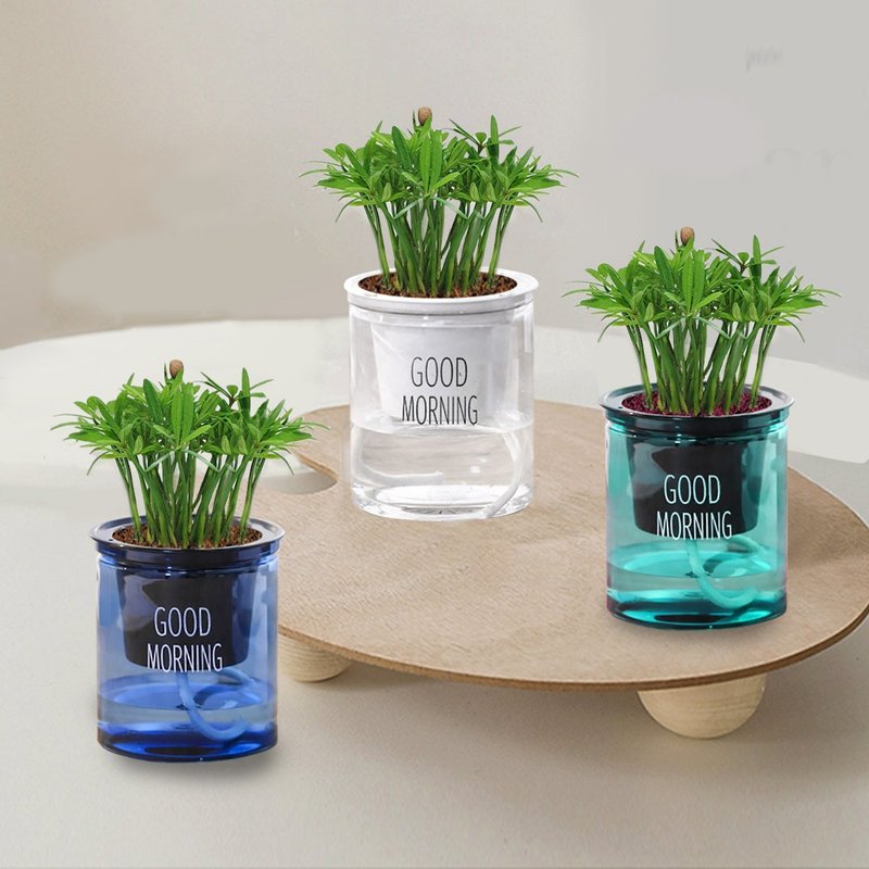 植栽 室内盆栽 罗汉松 懒人盆栽 - 植栽/盆栽 - 塑料 多色