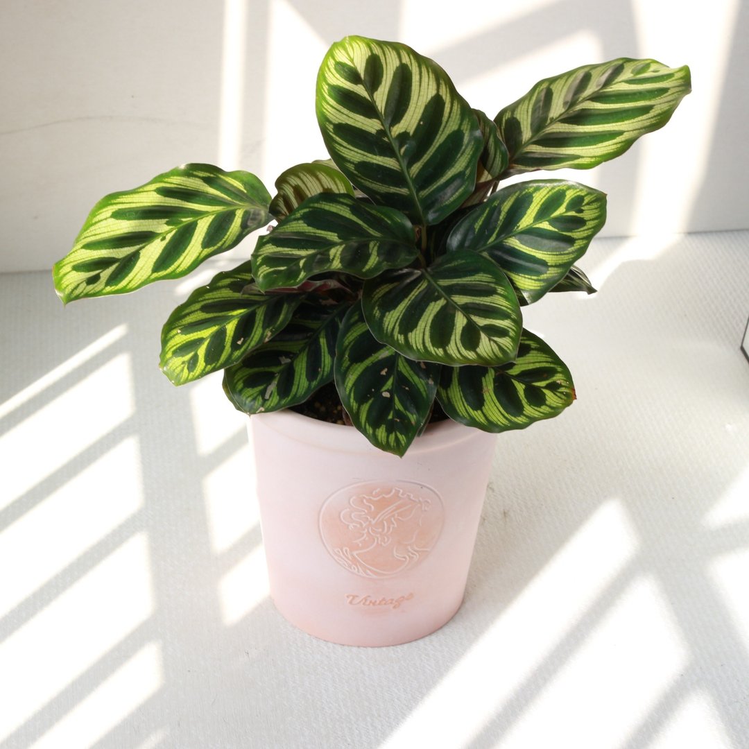 植栽 盆栽 l 孔雀竹芋(中盆)  甜美人像陶盆 室内植物 开幕盆栽 - 植栽/盆栽 - 陶 