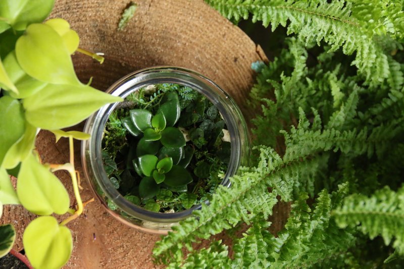 中型植物生态瓶 微观植物 可定制 - 植栽/盆栽 - 植物．花 