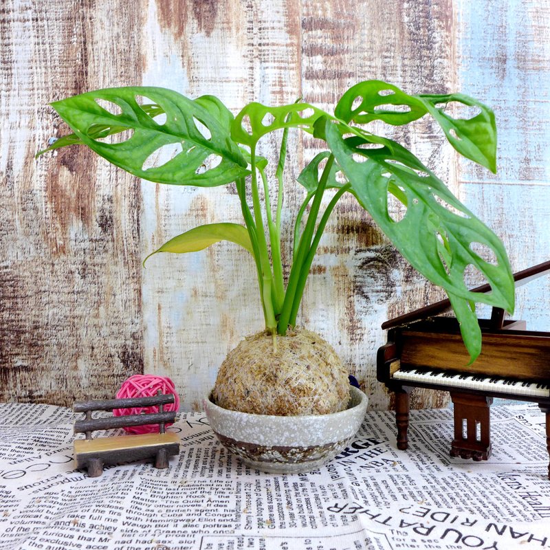 芊艹手作/ 草花系列苔球 - 窗孔龟背芋(洞洞蔓绿绒) - 植栽/盆栽 - 植物．花 绿色