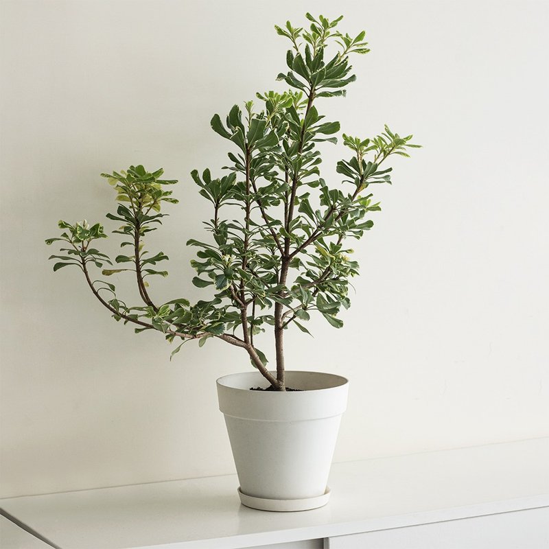 Variegated Pittosporum斑叶海桐大型植栽_荷兰设计极简雾面盆 - 植栽/盆栽 - 植物．花 