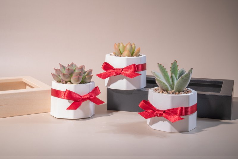 【新年首选限定】热销全台首创扩香石多肉植物_过年礼盒_(单个) - 摆饰 - 其他材质 白色