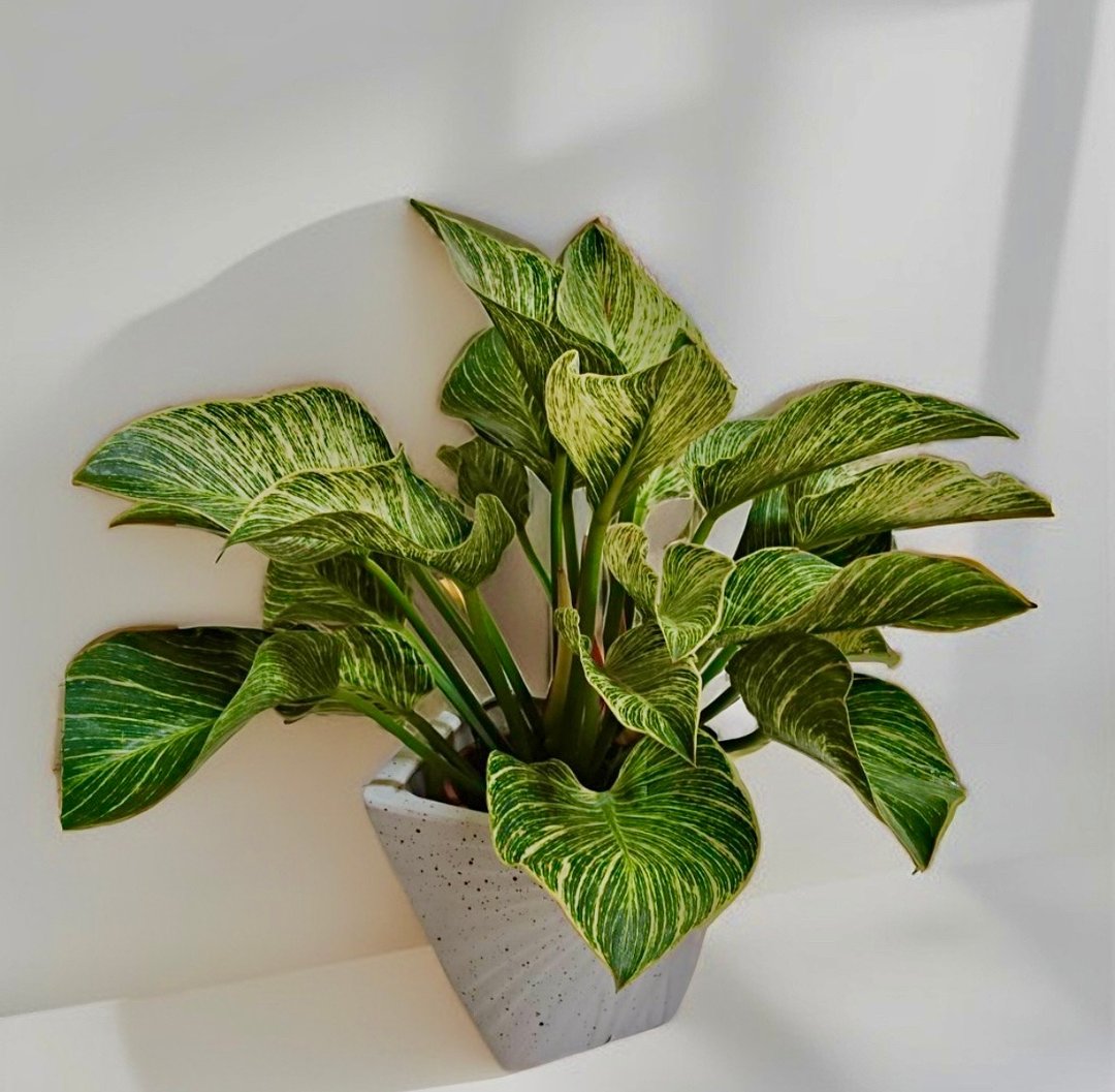 【限量供应】白金观叶植物新居乔迁开幕送礼居家办公摆设 - 植栽/盆栽 - 陶 