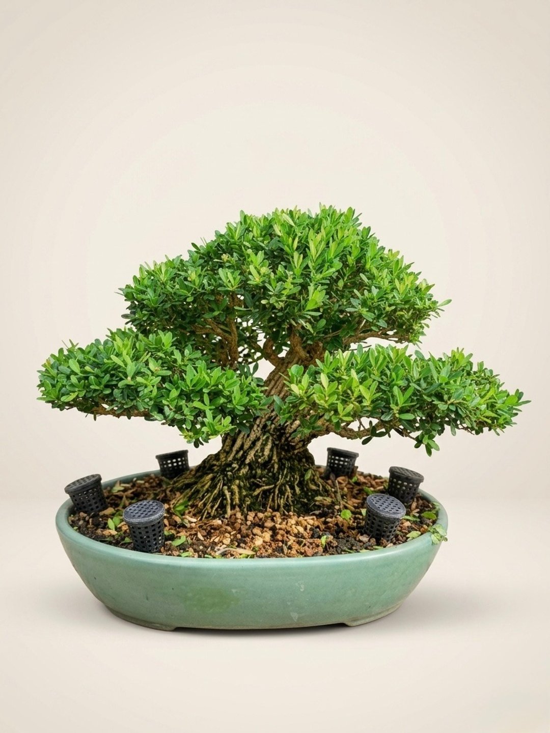 父亲节礼物・送礼推荐・小品盆栽・雀舌黄杨 - 植栽/盆栽 - 植物．花 
