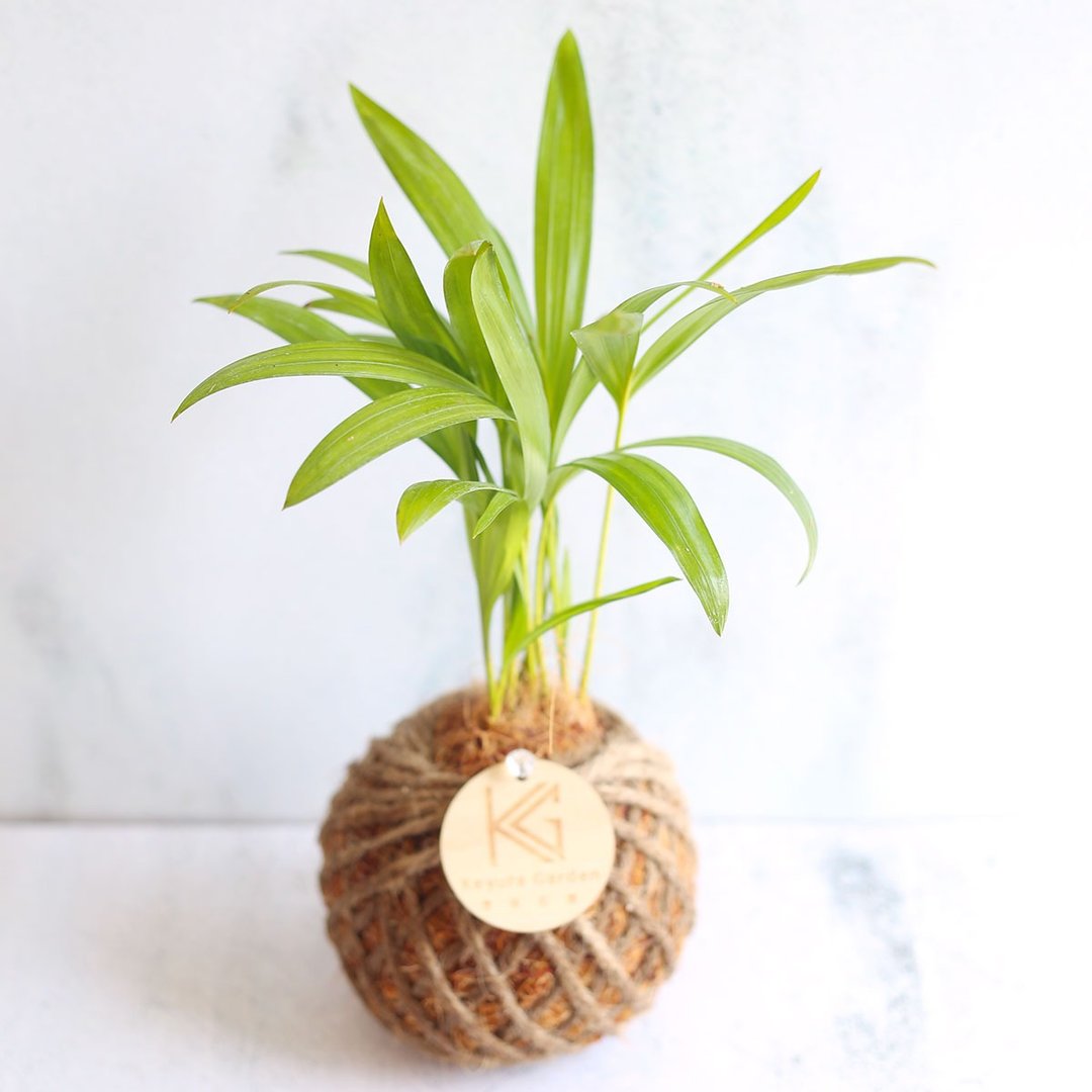 PD43 黄椰子小苔球 / 室内植物 - 植栽/盆栽 - 植物．花 