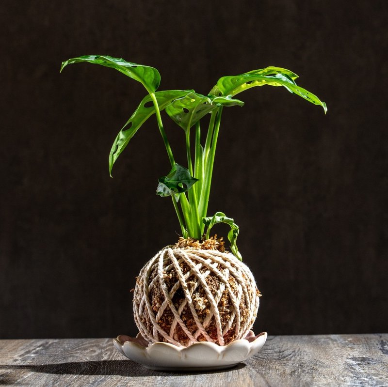 洞洞蔓绿绒苔球 苔球植物 苔玉 室内植物 办公室植物 交换礼物 - 植栽/盆栽 - 植物．花 