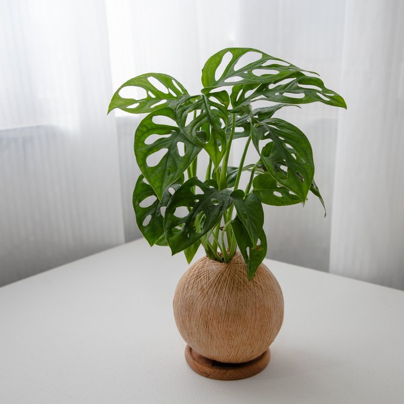 窗孔龟背芋 / 洞洞蔓绿绒 手作植栽苔球 - 植栽/盆栽 - 植物．花 