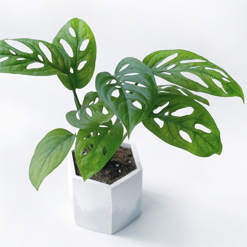 (预购) 白灰渐层系列 | 窗孔龟背芋 洞洞蔓绿绒 六边形水泥盆栽 - 植栽/盆栽 - 植物．花 灰色