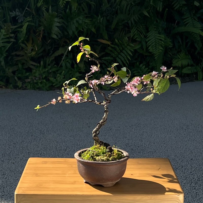 郁李中品盆景∣福昌柴烧圆钵 - 植栽/盆栽 - 陶 