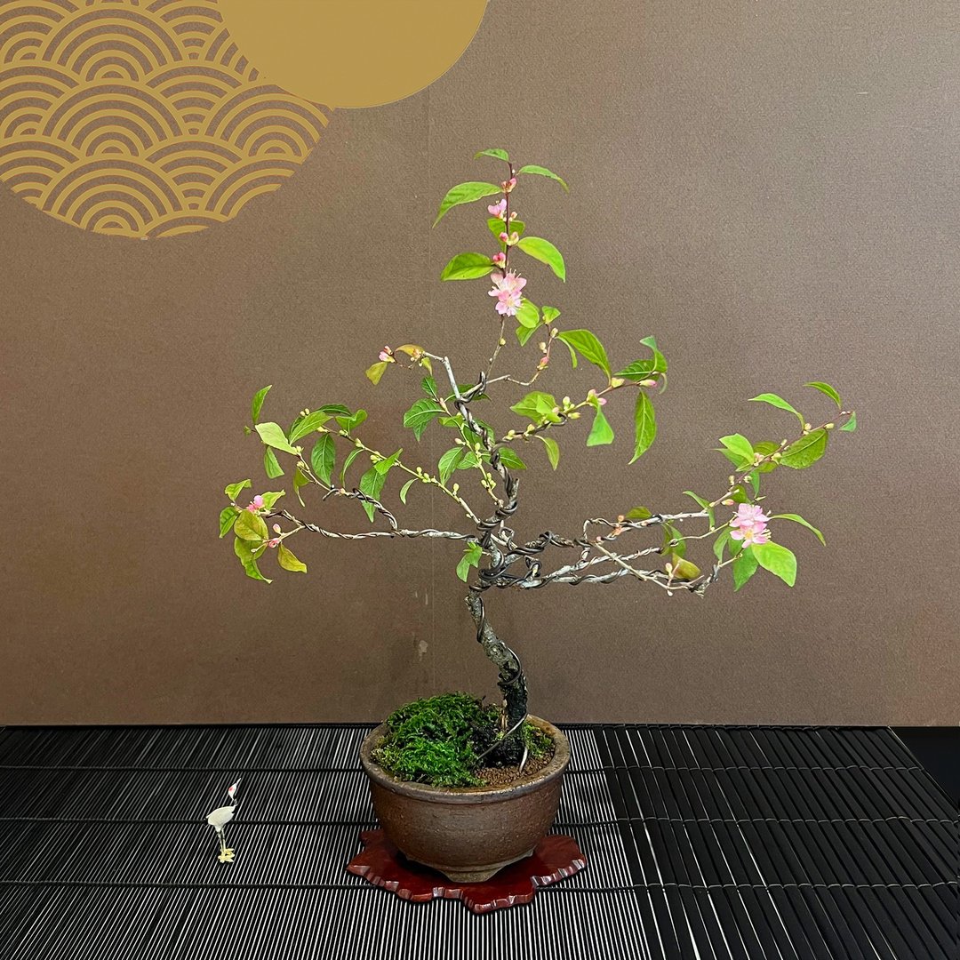 郁李中品盆景∣福昌柴烧圆钵 - 植栽/盆栽 - 陶 