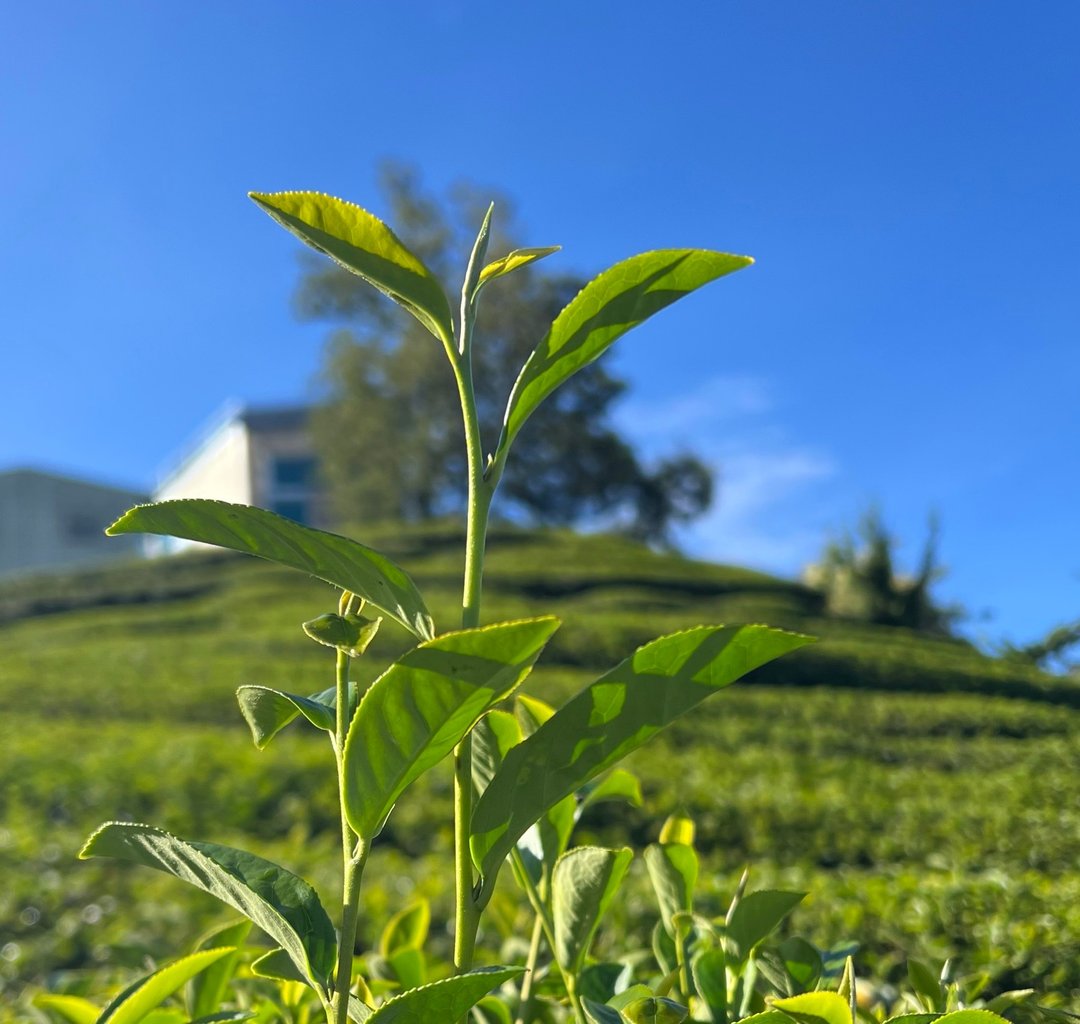 凉风・梨山秋乌龙/高山乌龙茶/清甜花香・淡雅奶甜/150g - 茶 - 新鲜食材 蓝色