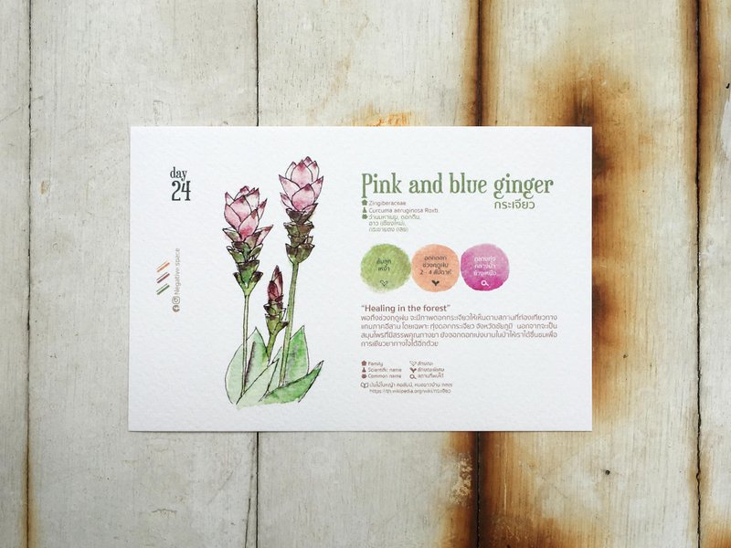 当地鲜花明信片 - 第 24 天在福雷斯特疗愈 - 卡片/明信片 - 纸 