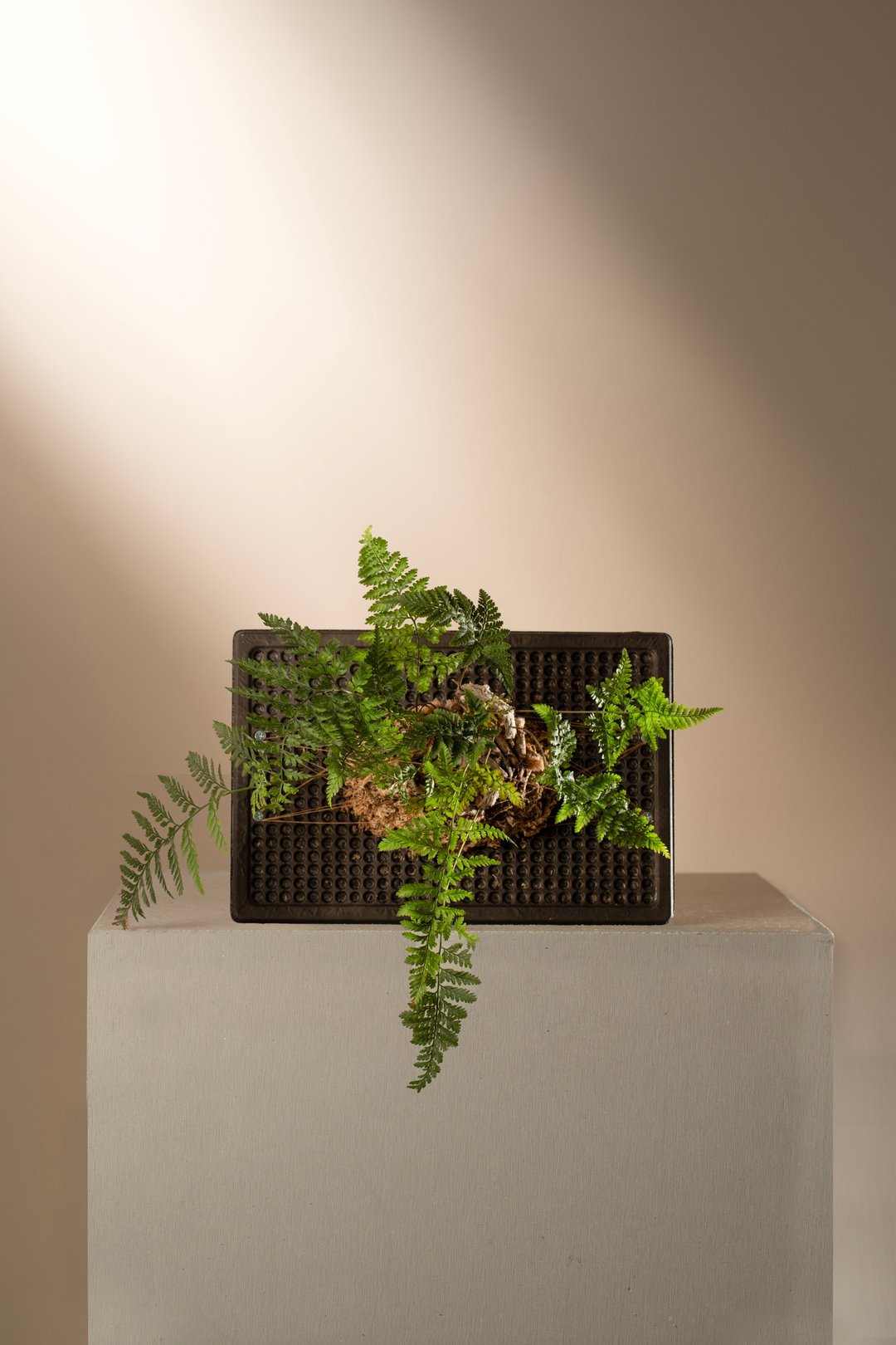 水玉植板-黑色和纸 - 植栽/盆栽 - 竹 黑色