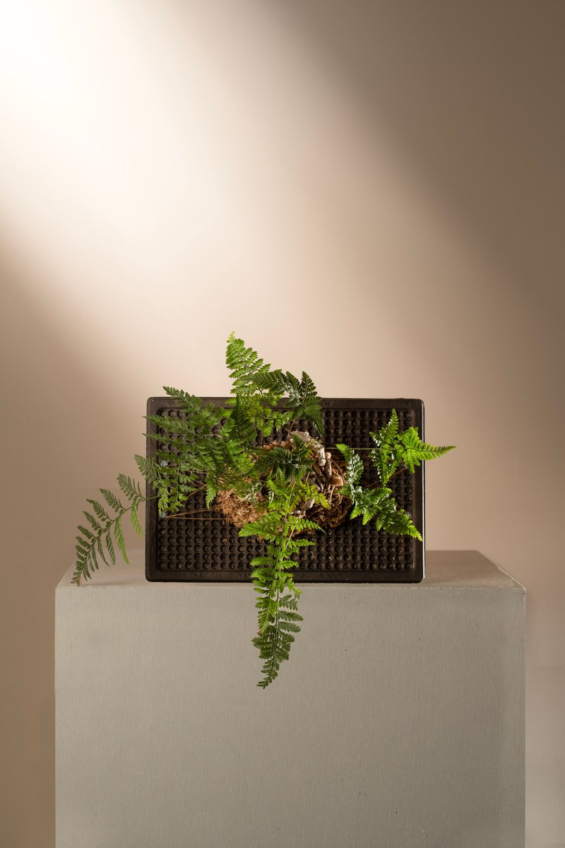 水玉植板-黑色和纸 - 植栽/盆栽 - 竹 黑色
