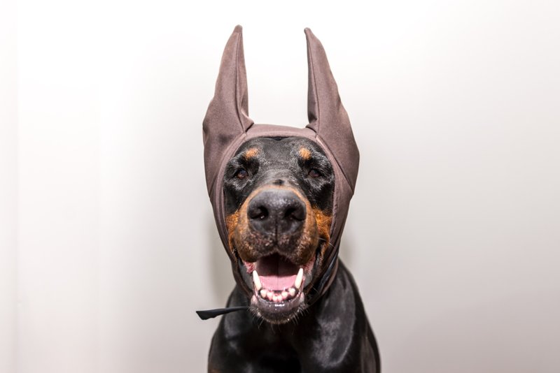 Brown Doberman Winter Hat Doberman Warmer Pitbull Hat Doberman Winter Snood Dog - 衣/帽 - 尼龙 咖啡色