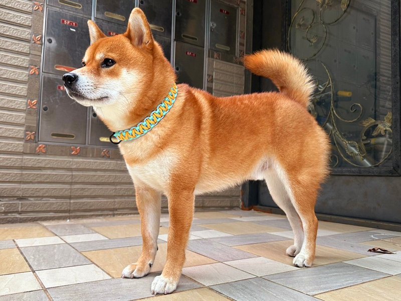 Faith Handmade | 定制化伞绳编织宠物项圈 猫狗项圈快扣 Macrame - 项圈/牵绳 - 棉 