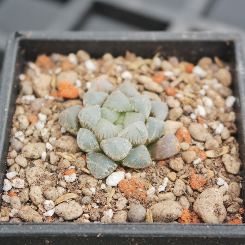 【豆豆多肉】【姬玉露XOB1】乔迁│送礼│升迁│多肉植物 - 植栽/盆栽 - 植物．花 绿色