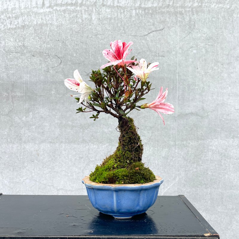 小品盆栽-日本皋月杜鹃 花缀 - 植栽/盆栽 - 植物．花 