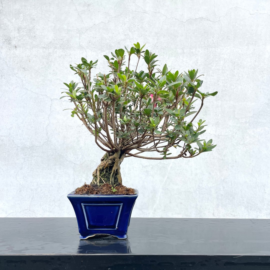 小品盆栽 - 日本皋月杜鹃 绢之舞 - 植栽/盆栽 - 植物．花 