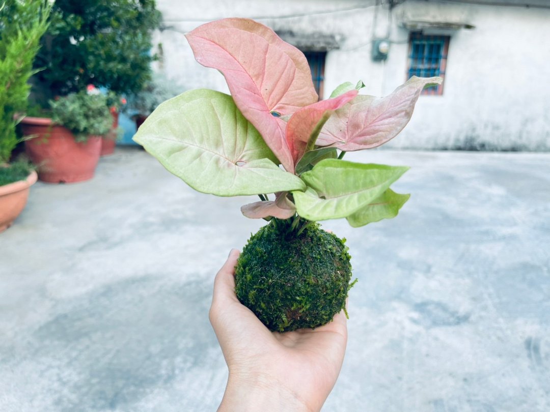 粉红佳人合果芋 l  植物苔球 观叶 室内植栽 礼物 - 植栽/盆栽 - 植物．花 