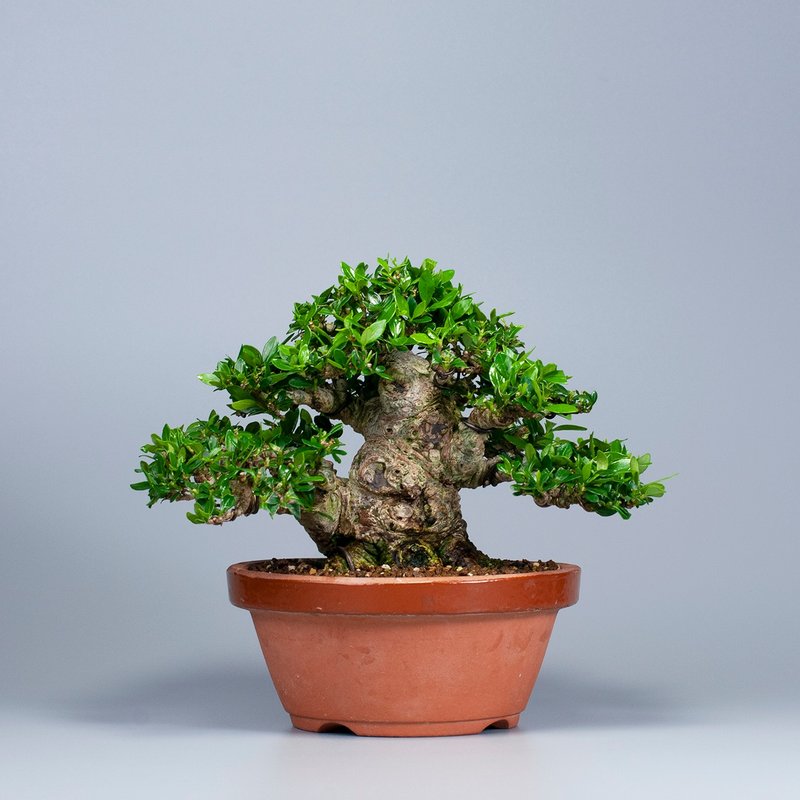 【展览级盆景】栀子花 小品盆栽 推荐盆景 送礼推荐 - 植栽/盆栽 - 植物．花 