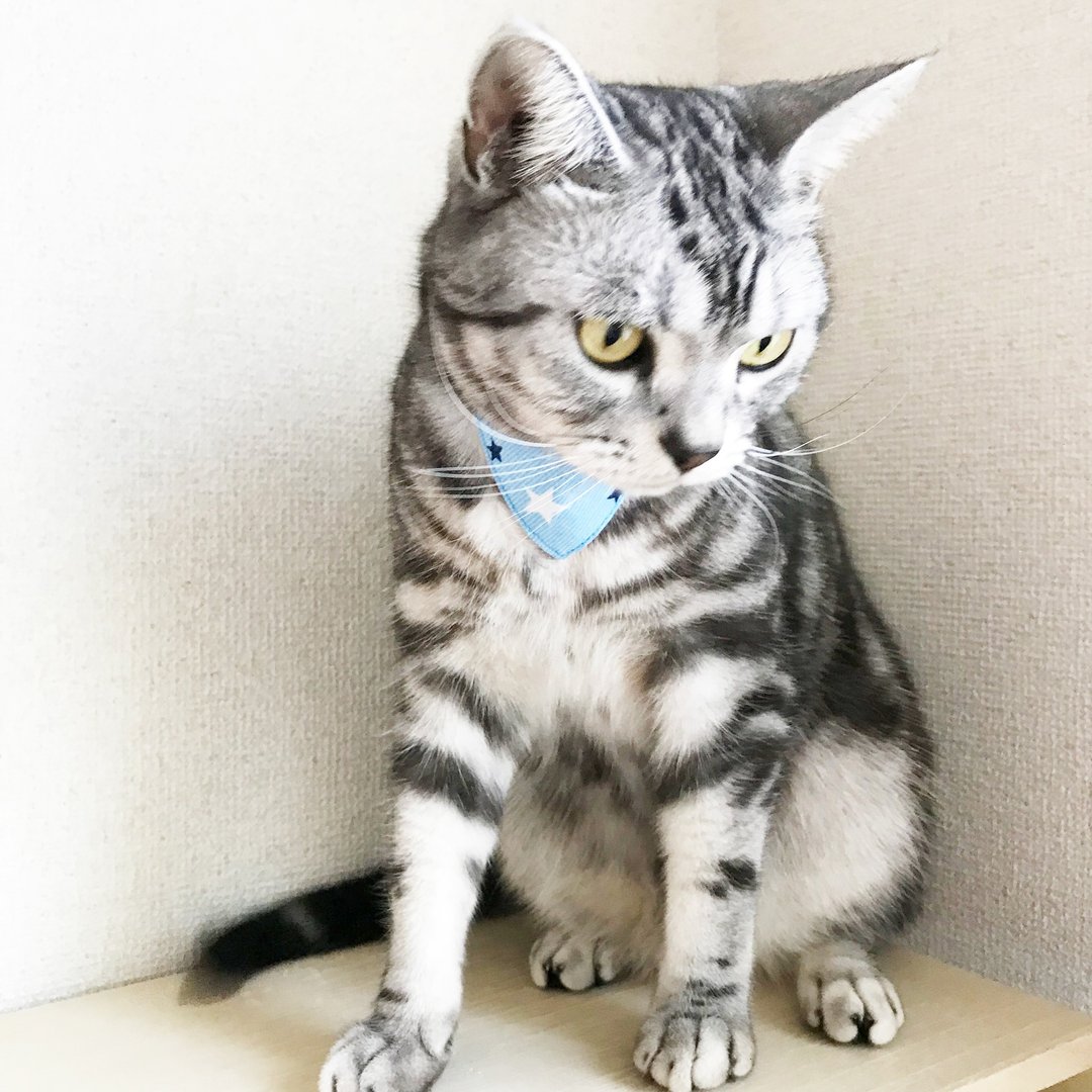 Nunome Star Pattern Bandana Collar for Cats Safety Buckle Safety Collar - 项圈/牵绳 - 棉 蓝色