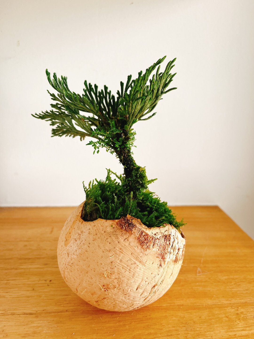 纯自然 椰壳小树 盆栽 摆饰 送礼 potted plants 椰子 热带岛屿 - 植栽/盆栽 - 植物．花 绿色