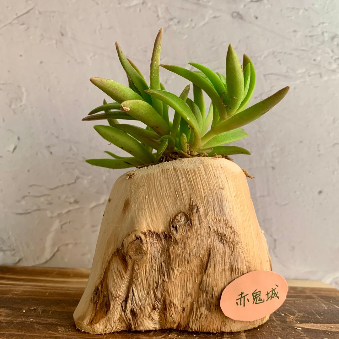 手工木作设计 盆栽摆饰 多肉植物 赤鬼城 - 植栽/盆栽 - 木头 
