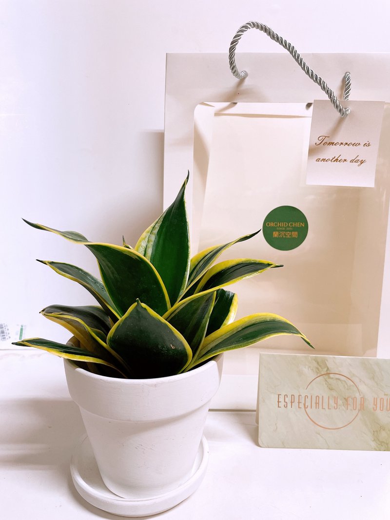 【老板私推款】文青首推 虎尾兰 送礼自用观赏摆设 时尚风格 - 植栽/盆栽 - 陶 