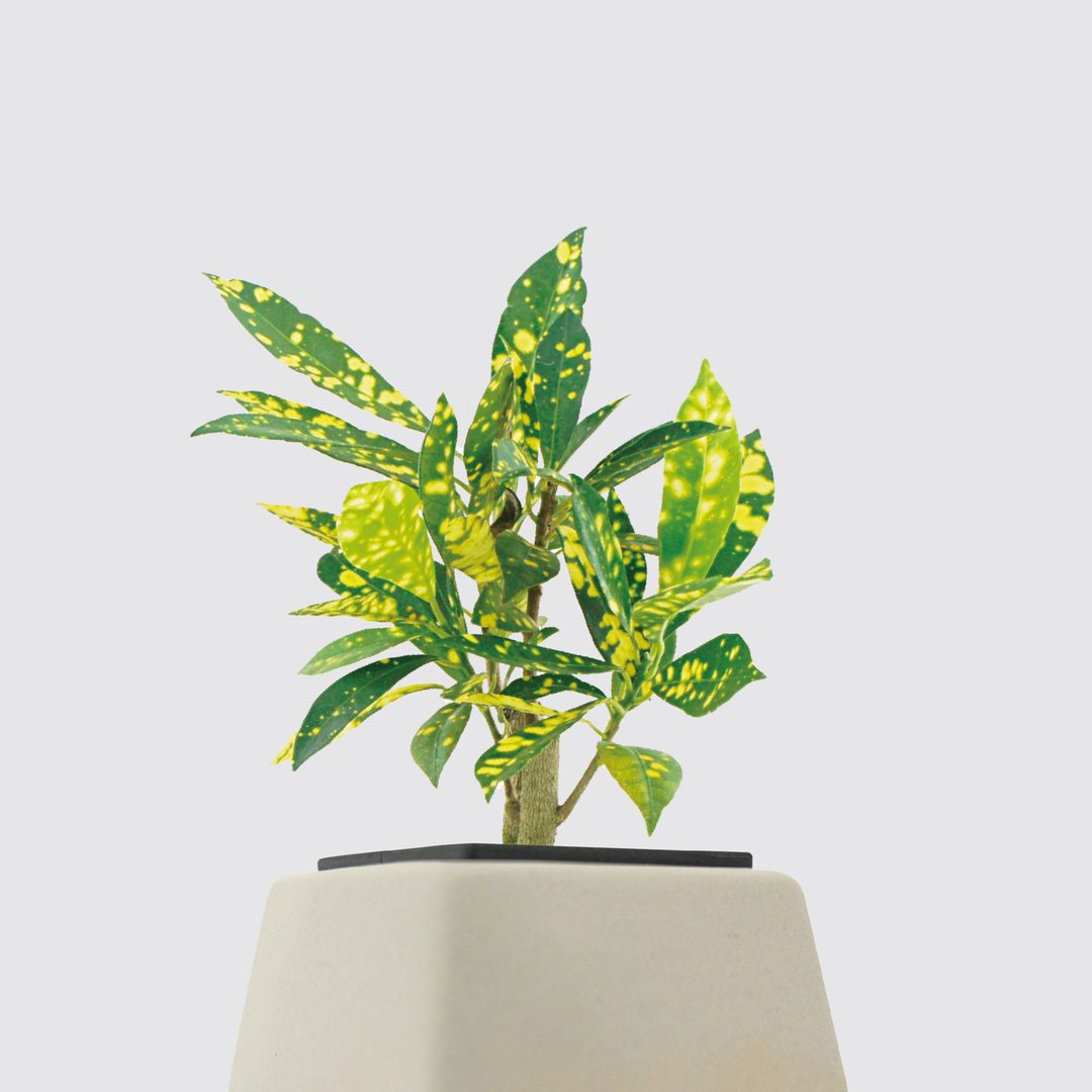 │ 方盆系列 │ 洒金变叶木 - 水耕盆栽 陶瓷盆器 室内植物 - 植栽/盆栽 - 植物．花 