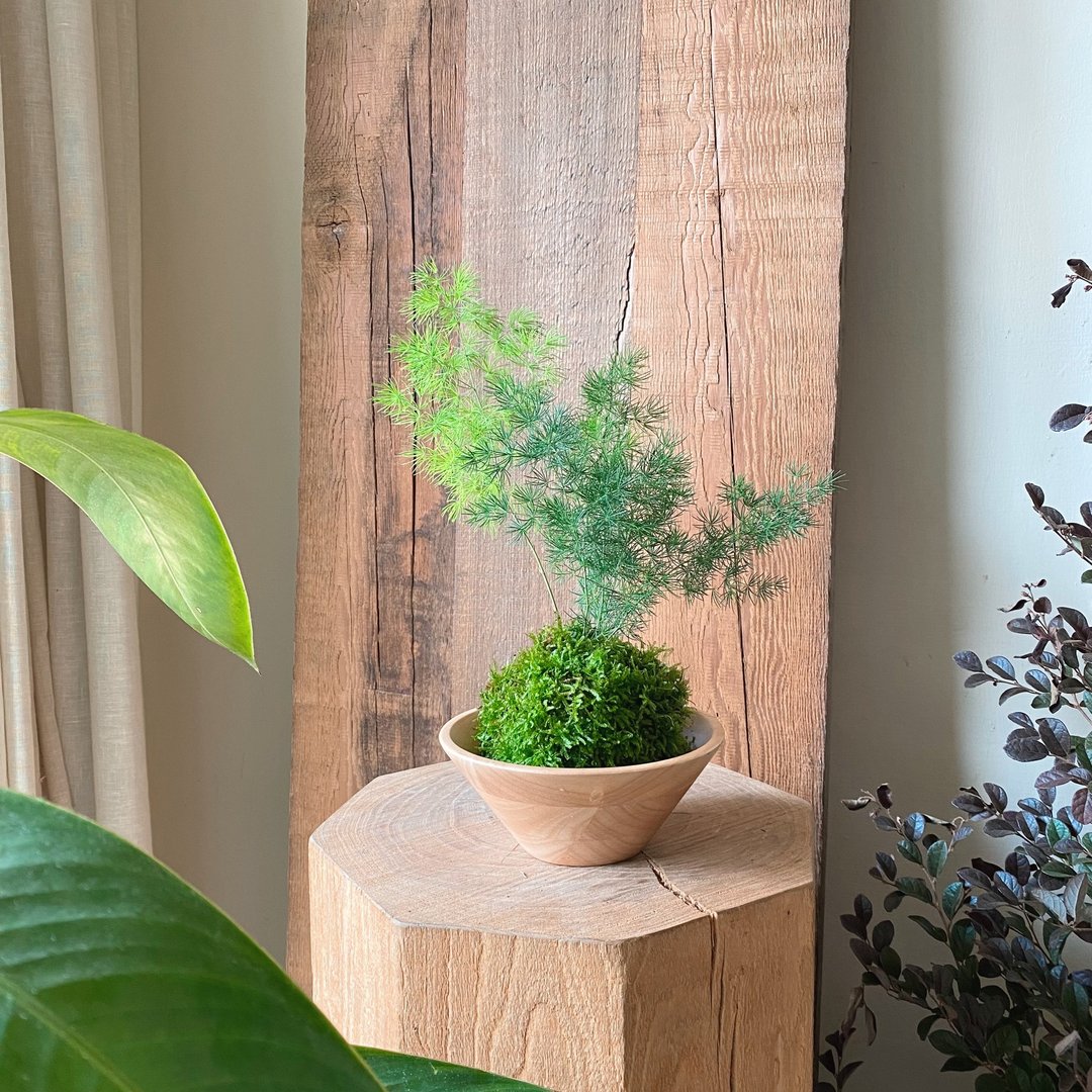 蓬莱松苔球组合 - 植栽/盆栽 - 植物．花 绿色