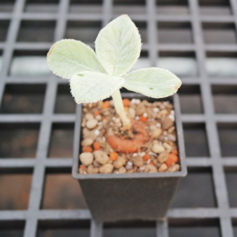 【豆豆多肉】【断崖女王】乔迁│送礼│升迁│多肉植物 - 植栽/盆栽 - 植物．花 