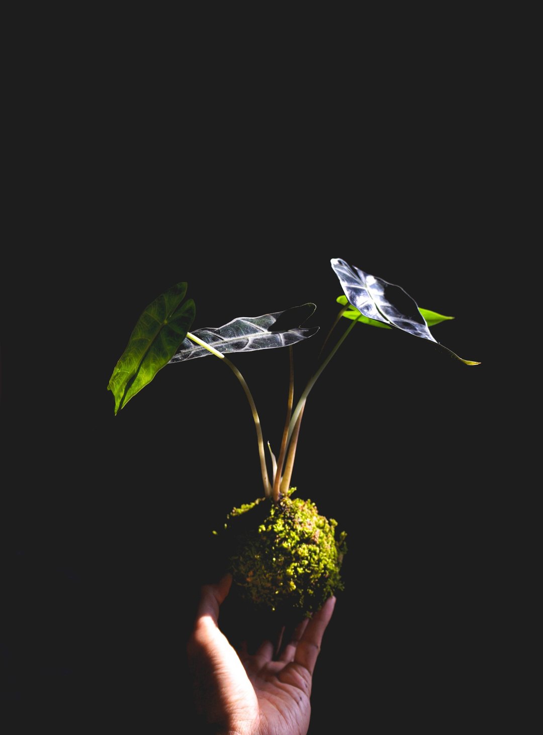 Alocasia Bambino Arrow海芋-苔玉 - 植栽/盆栽 - 植物．花 绿色