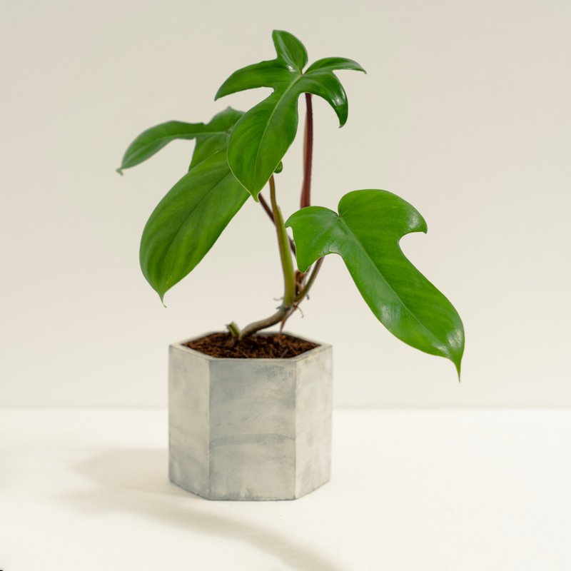 龙爪蔓绿绒│泥作系列│福所栽 - 植栽/盆栽 - 水泥 绿色