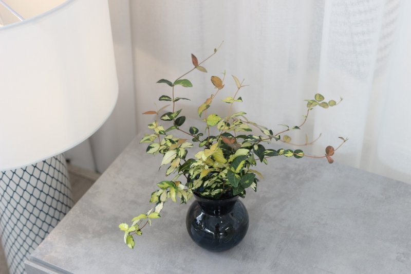 水培植栽│黄金络石_室内植物 办公室盆栽 店内摆设 - 植栽/盆栽 - 玻璃 