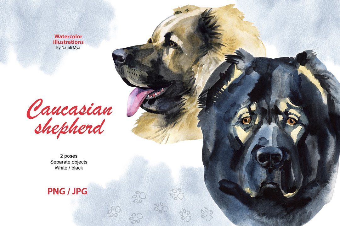 Watercolor dog, Caucasian shepherd breed, fluffy dog clipart, dog breed png - 电子手绘真人画像/绘画/插画 - 其他材质 