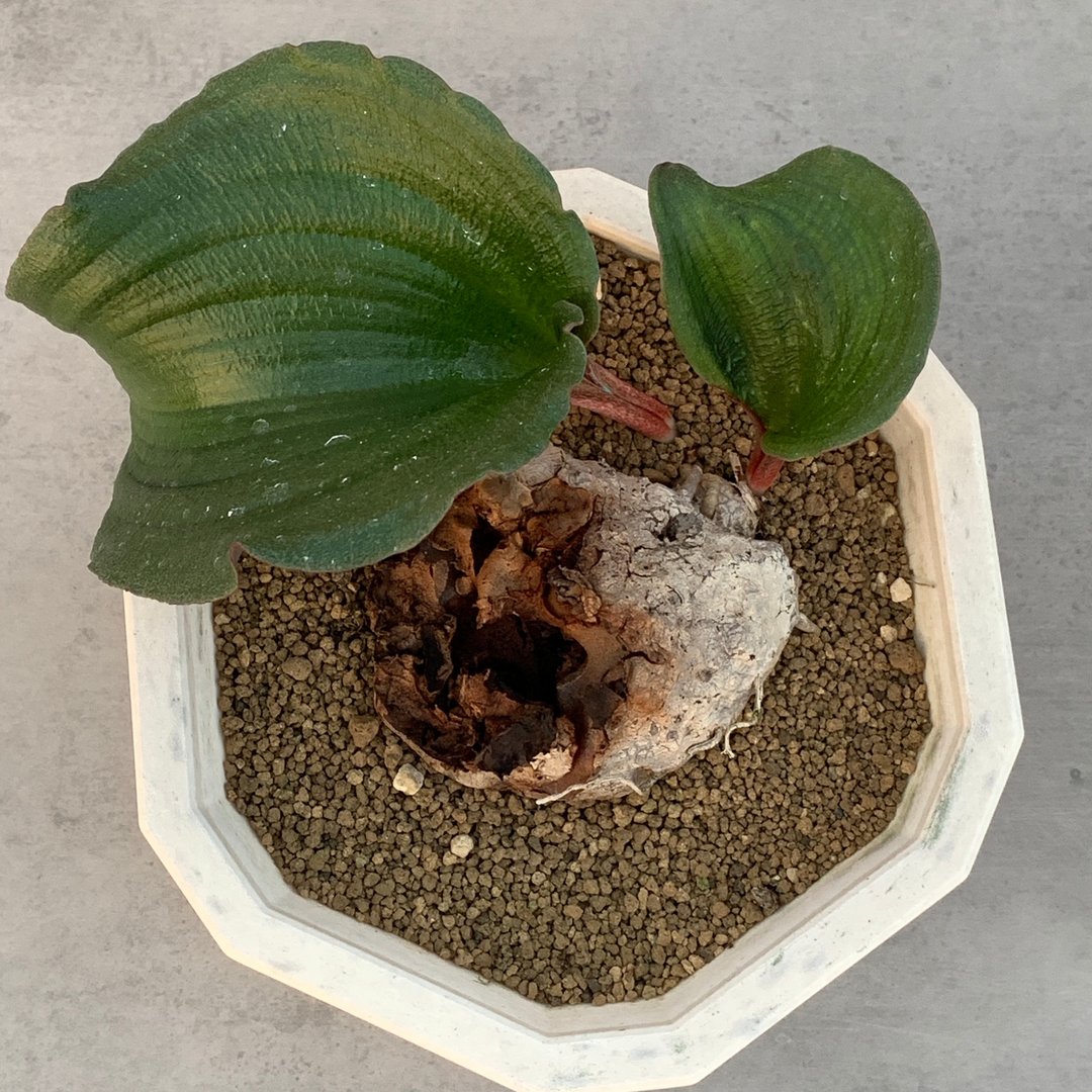 巨大雾冰玉 | 雾冰玉科 | 多肉 块根(一物一拍) | Eriospermum sp - 植栽/盆栽 - 植物．花 