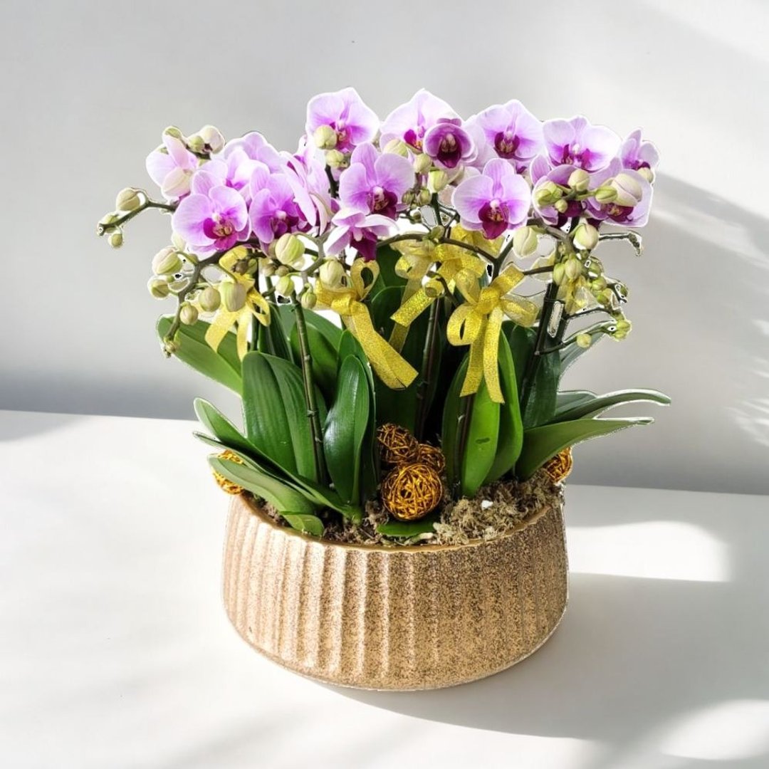 小品粉红蝴蝶兰10棵 GF00229 - 植栽/盆栽 - 植物．花 