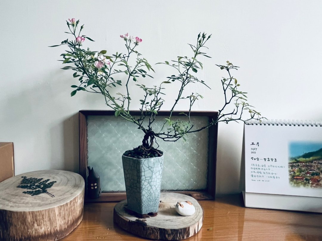 日本屋久岛姬蔷薇 l 玫瑰花 中品盆栽 室内植栽 礼物 - 植栽/盆栽 - 植物．花 